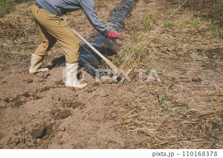 vegetable field vegetable field 110168378