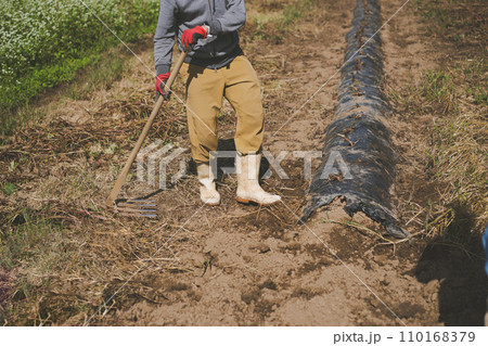 vegetable field 110168379