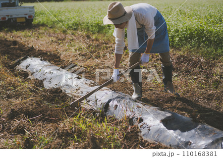 vegetable field vegetable field 110168381