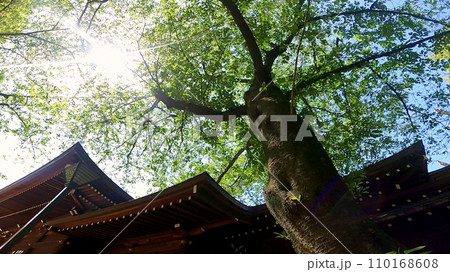 十二社熊野神社 日本、東京、新宿区。新宿中央公園そばの自然あふれる神社 110168608