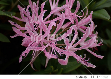 開花したピンク色のヒメヒガンバナの花(ネリネ/ダイヤモンドリリー) 開花したピンク色のヒメヒガンバナの花(ネリネ/ダイヤモンドリリー) 110168808