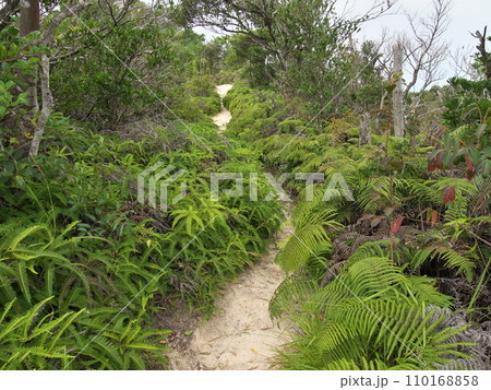 立石山の山道に生える植物　福岡県糸島市 110168858
