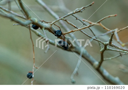 残されたツツジ科ナツハゼの黒い実 110169020