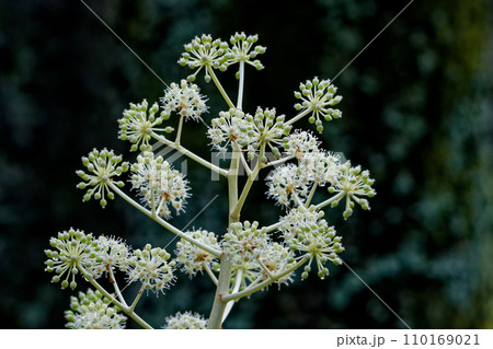 冬に咲く花　ウコギ科ヤツデの円錐花序 110169021