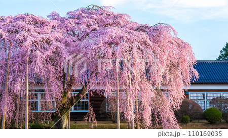 杵原学校の枝垂れ桜 110169035