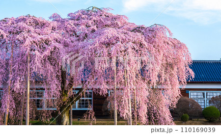 杵原学校の枝垂れ桜 110169039
