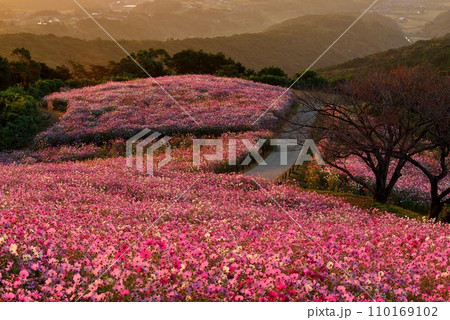 白木峰高原のコスモスと雲仙普賢岳 110169102