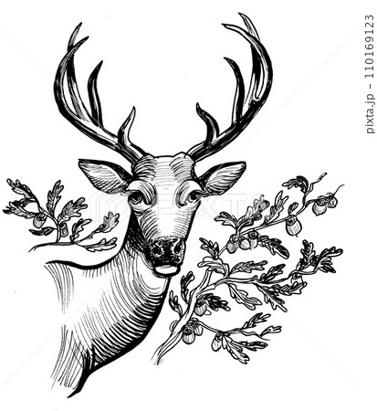 Deer head. Ink black and white drawing Deer head. Ink black and white drawing 110169123