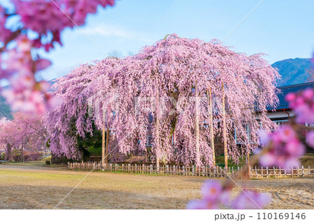 杵原学校の枝垂れ桜 杵原学校の枝垂れ桜 110169146