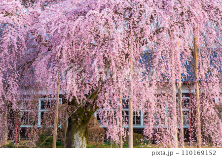 杵原学校の枝垂れ桜 110169152