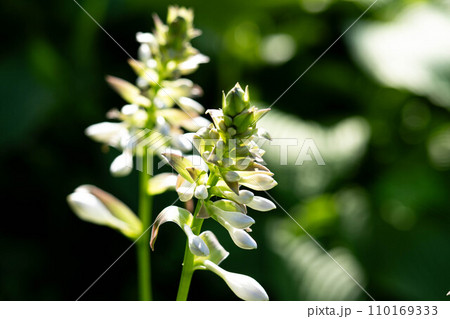 初夏の眩しい日差しと花開く大葉擬宝珠 110169333