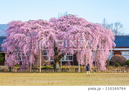 杵原学校の枝垂れ桜 110169764