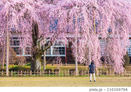 杵原学校の枝垂れ桜 杵原学校の枝垂れ桜 110169766