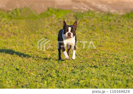 野原のドックランを嬉しそうに歩いて来るボストンテリアのマイティ君♡ 野原のドックランを嬉しそうに歩いて来るボストンテリアのマイティ君♡ 110169829