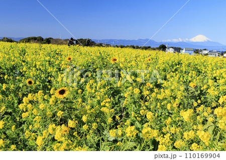 菜の花畑のある風景 110169904