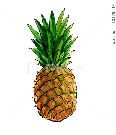 Pineapple fruit. Hand-drawn ink and watercolor sketch	 110170037