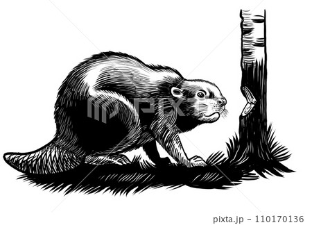 Beaver animal and birch tree. Hand-drawn black and white illustration Beaver animal and birch tree. Hand-drawn black and white illustration 110170136