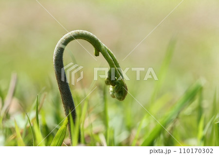 ワラビの芽　春の野　自然　山菜 110170302