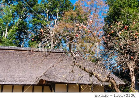 古民家の柿 古民家の柿 110170306