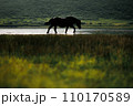 煌めく馬 110170589