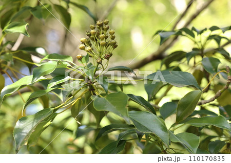 自然　植物　ヤマグルマ、初秋の未熟な果実。短い刺のある金平糖の様な実が枝先にすずなりです 110170835