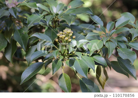 自然　植物　ヤマグルマ、初秋の未熟な果実。枝先で輪生状の葉に囲まれています 110170856