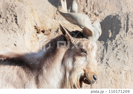 マーコール 110171209