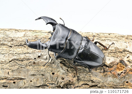 スマトラオオヒラタクワガタ スマトラオオヒラタクワガタ 110171726