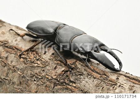 スマトラオオヒラタクワガタ スマトラオオヒラタクワガタ 110171734