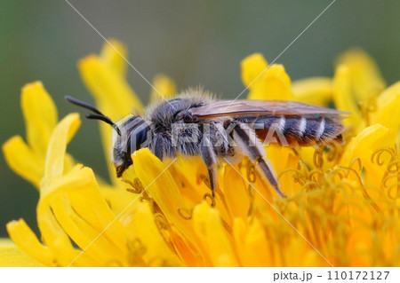 Closeup on a female red-bellied miner solitary bee, Andrena ventralis sitting on a yellow dandelion flower Closeup on a female red-bellied miner solitary bee, Andrena ventralis sitting on a yellow dandelion flower 110172127
