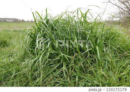 Closeup on fresh Tall Fescue grasses, Schedonorus arundinaceus, in the field 110172179