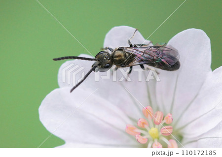 Closeup on a male green metallic furrow bee, Lasioglossum nitidulum on a white Geranium pyrenaicum flower in the garden Closeup on a male green metallic furrow bee, Lasioglossum nitidulum on a white Geranium pyrenaicum flower in the garden 110172185
