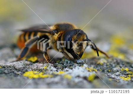 Facial closeup on a brown hairy Mediterranean leafcutter bee, Megachile melanopyga sitting on wood 110172195