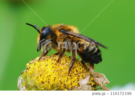 Close up of the female of Willughby's leaf-cutter bee, Megachile willughbiella on yellow Tansy flower 110172196