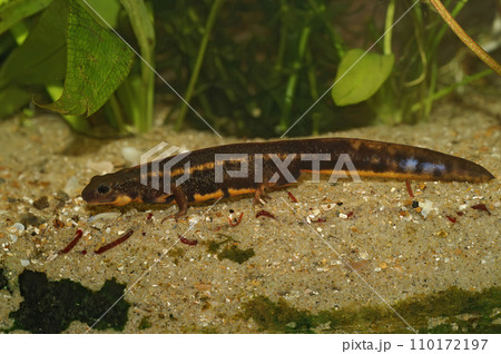 Closeup on a male Japanese, subtropical endangered a Riu-Kiu sword tailed newt, Cynops ensicauda ensicauda 110172197