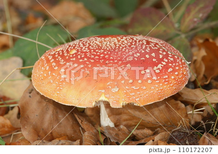 Closeup on a colorful red but poisonous fly agaric mushroom, Amanita Muscaria on the forest floor 110172207