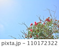 青い空とピンク色の花 110172322