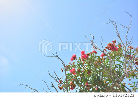 青い空とピンク色の花 青い空とピンク色の花 110172322