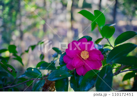 冬の花、サザンカ。寒さの中でひっそり艶やかに咲く、花言葉は「困難に打ち勝つ」「ひたむきな愛」 110172451