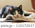 ロックオンする猫 110172637