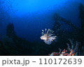 ロックオンする猫 110172639