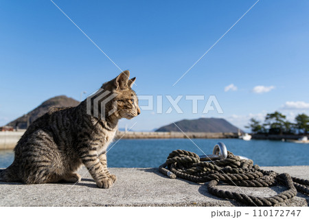 堤防でくつろぐ猫 110172747