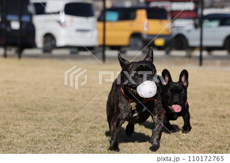 暖かい日差しのドッグランでフレブル仲間と楽しく遊ぶフレンチブルドッグ 暖かい日差しのドッグランでフレブル仲間と楽しく遊ぶフレンチブルドッグ 110172765