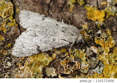Detailed closeup on a grey , white Miller owlet moth, Acronicta leporina, sitting on a lichen covered piece of wood Detailed closeup on a grey , white Miller owlet moth, Acronicta leporina, sitting on a lichen covered piece of wood 110172806