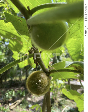 Raw fruit of of Solanum ferox or Solanum stramonifolium and name of Hairy-fruited eggplant on tree 110172807
