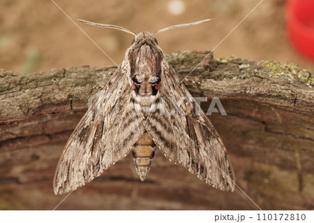 Closeup on the impressive Convolvulus Hawkmoth, Agrius convolvuli, sitting with open wings on a piece of wood 110172810