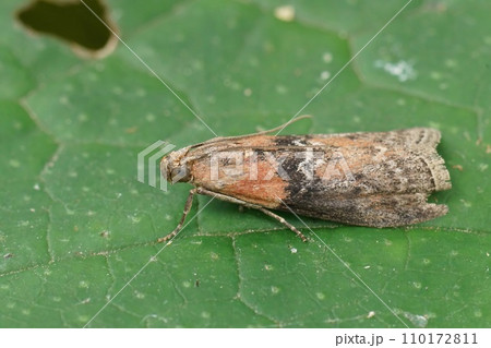 Closeup on a small Willow Knot-horn moth, Sciota adelphella sitting on a green leaf 110172811