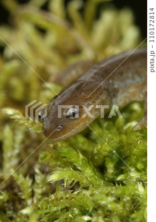 Vertical closeup on the critically endangered Oita salamander, Hynobius dunni 110172814