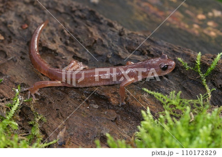 Closeup on the North American Ensatina eschscholtzii salamander, sitting on green moss 110172829