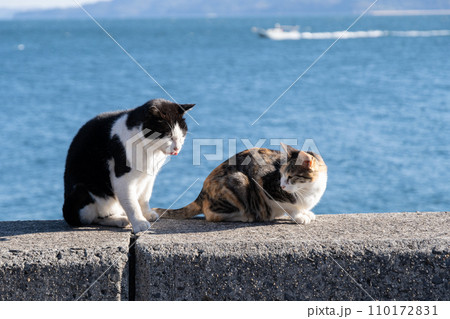 堤防でくつろぐ二匹の猫 堤防でくつろぐ二匹の猫 110172831